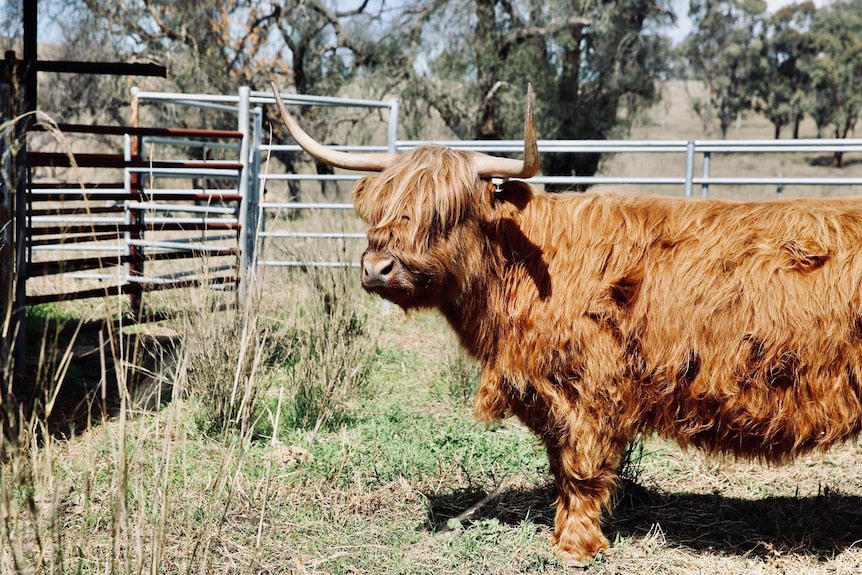 Bonnie Highland calf twins born to Shirley Manson with the help of a 'virtual midwife'