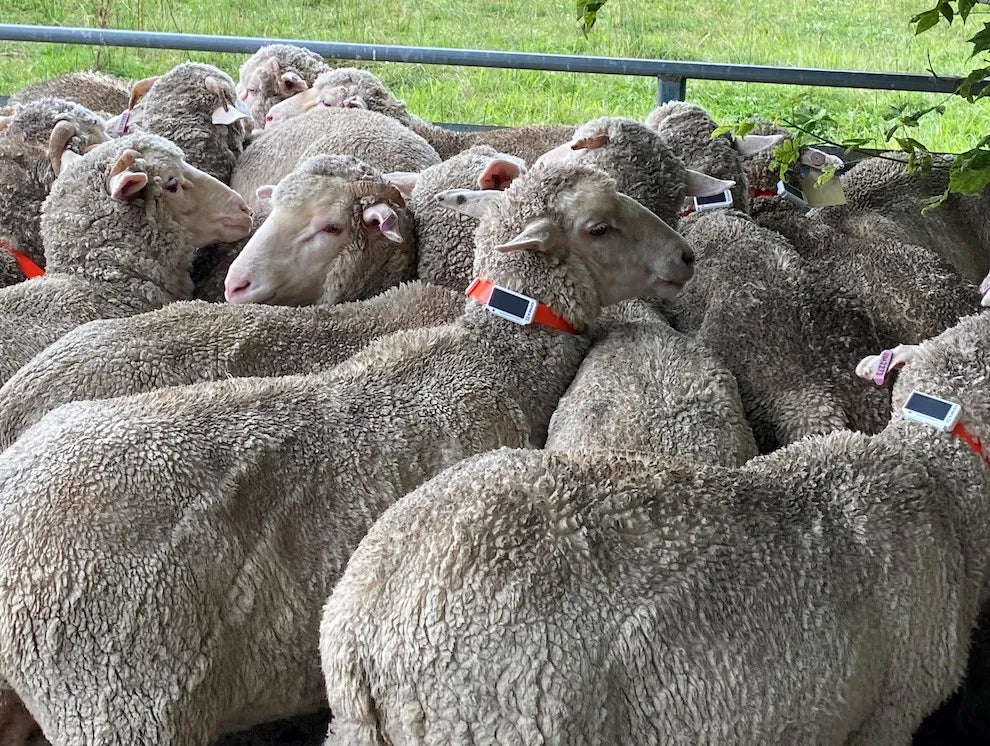 Sheep Tags Catch Mock Sheep Rustlers