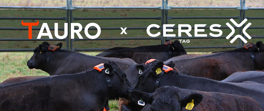CERES TAG collaborates with Embeint to Introduce the Tauro Collar