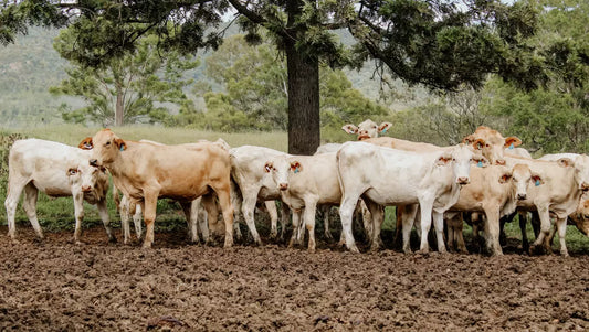 A winning trifecta: technology, tradition and food security
