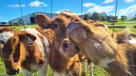 Maleny Dairies addresses animal welfare concerns with artificial insemination, adoption