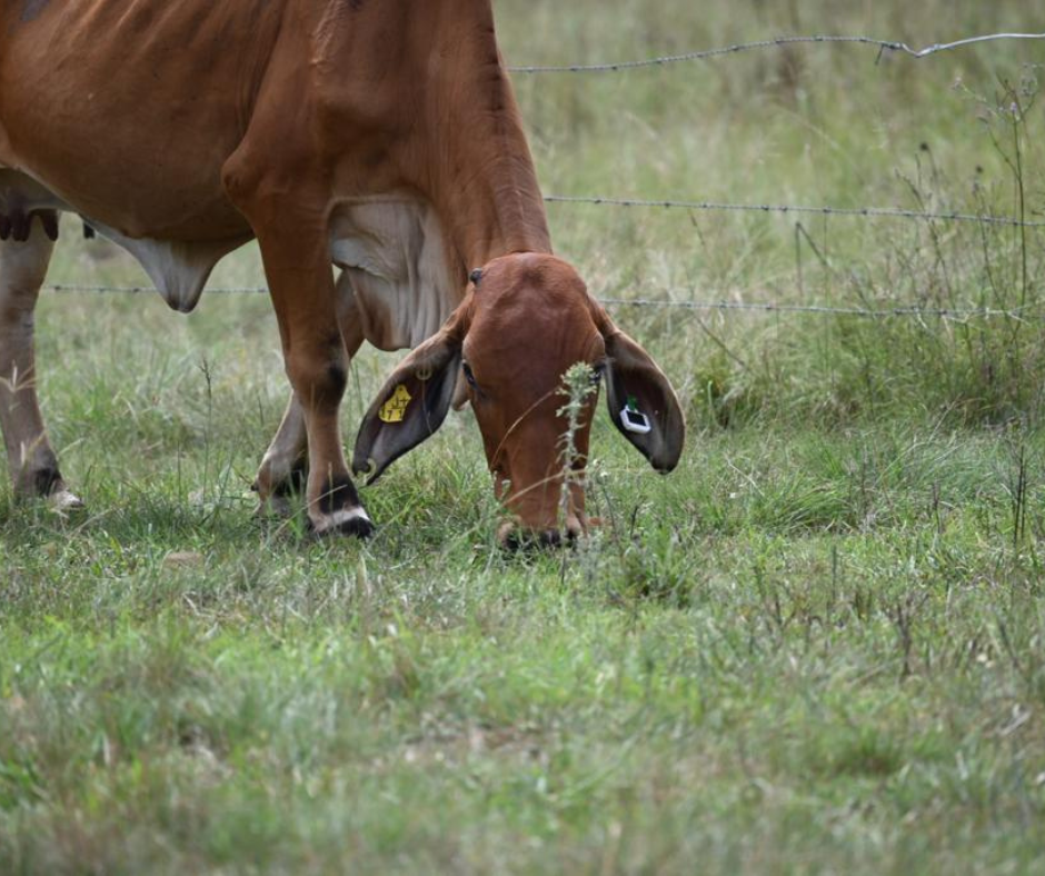Ceres Ranch Pasture Feed Intake