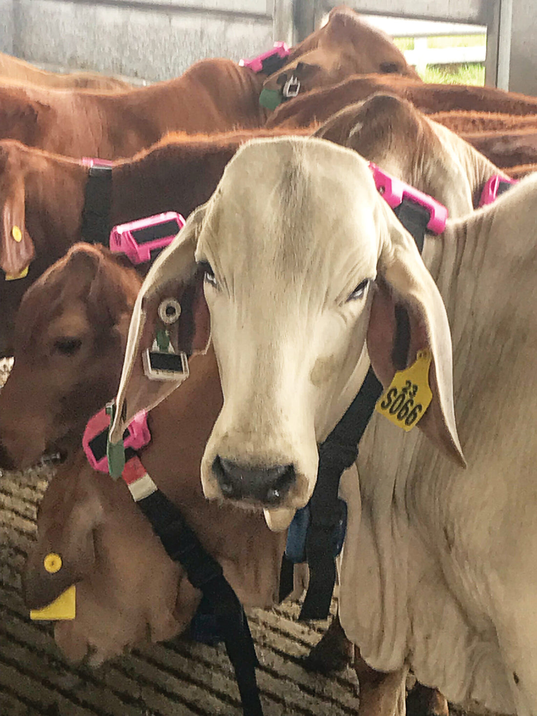 BIN Project Brahman steers begin grazing feed efficiency research