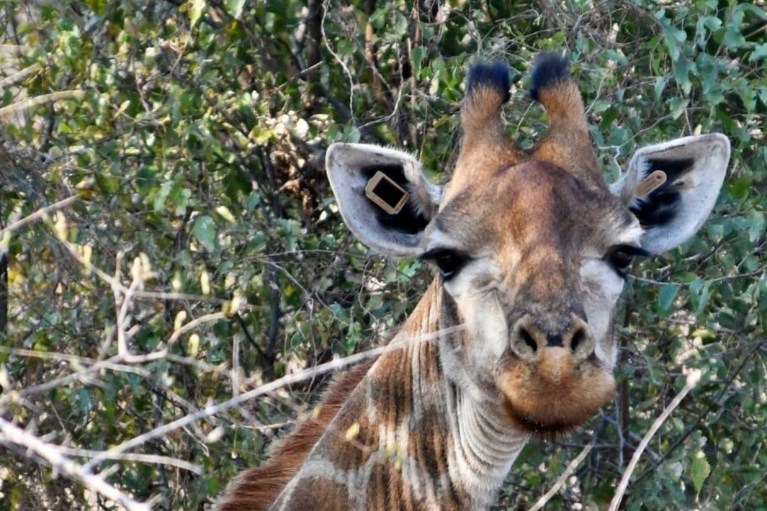 Kruger National Park Testing Solar-Powered Ear Tags to Track Wildlife