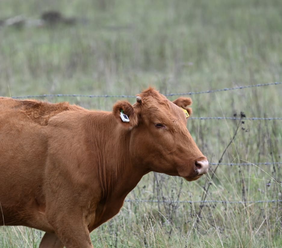 Aussie smart ear tag making inroads into major beef markets around the world