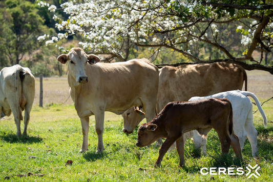 The Critical Role of Data in Regenerative Agriculture for Livestock Production