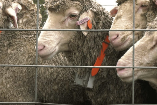 Smart Ceres Tag tech tracks sheep in mock theft trial
