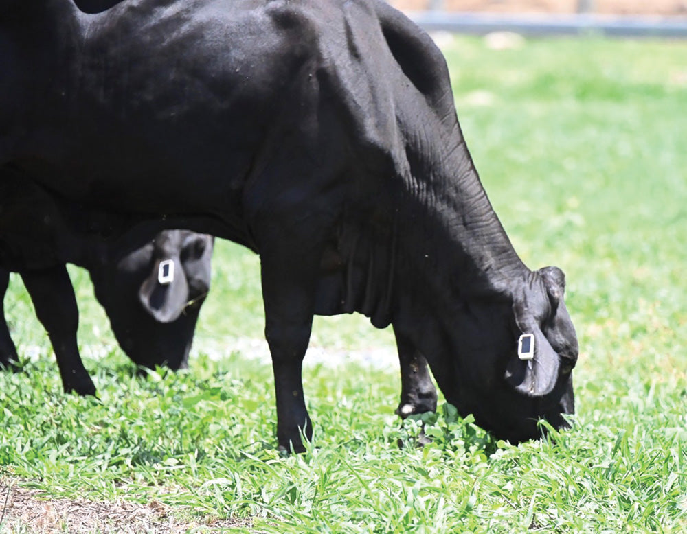 Satellite ear tags for livestock coming to Canada