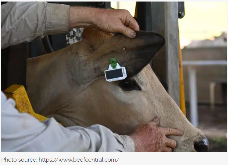 Ceres Tag - better outcomes for farmers, livestock and wildlife conservation