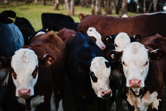 A Queensland invention that tracks livestock set to go global