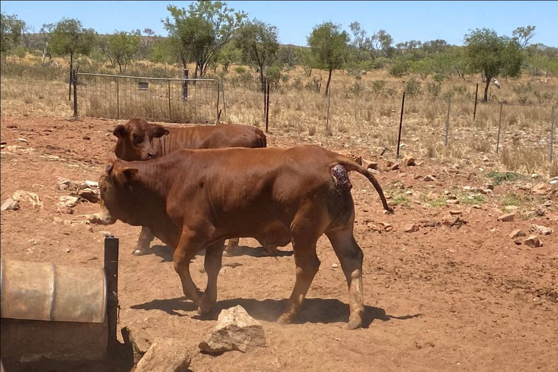 Closing the knowledge gap on impacts of wild dog predation on cattle
