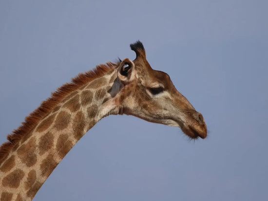 Giraffe with Ceres Tag