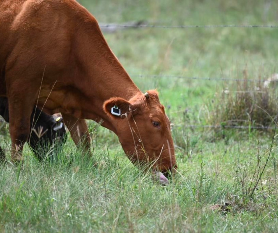Ceres Ranch Pasture Feed Intake
