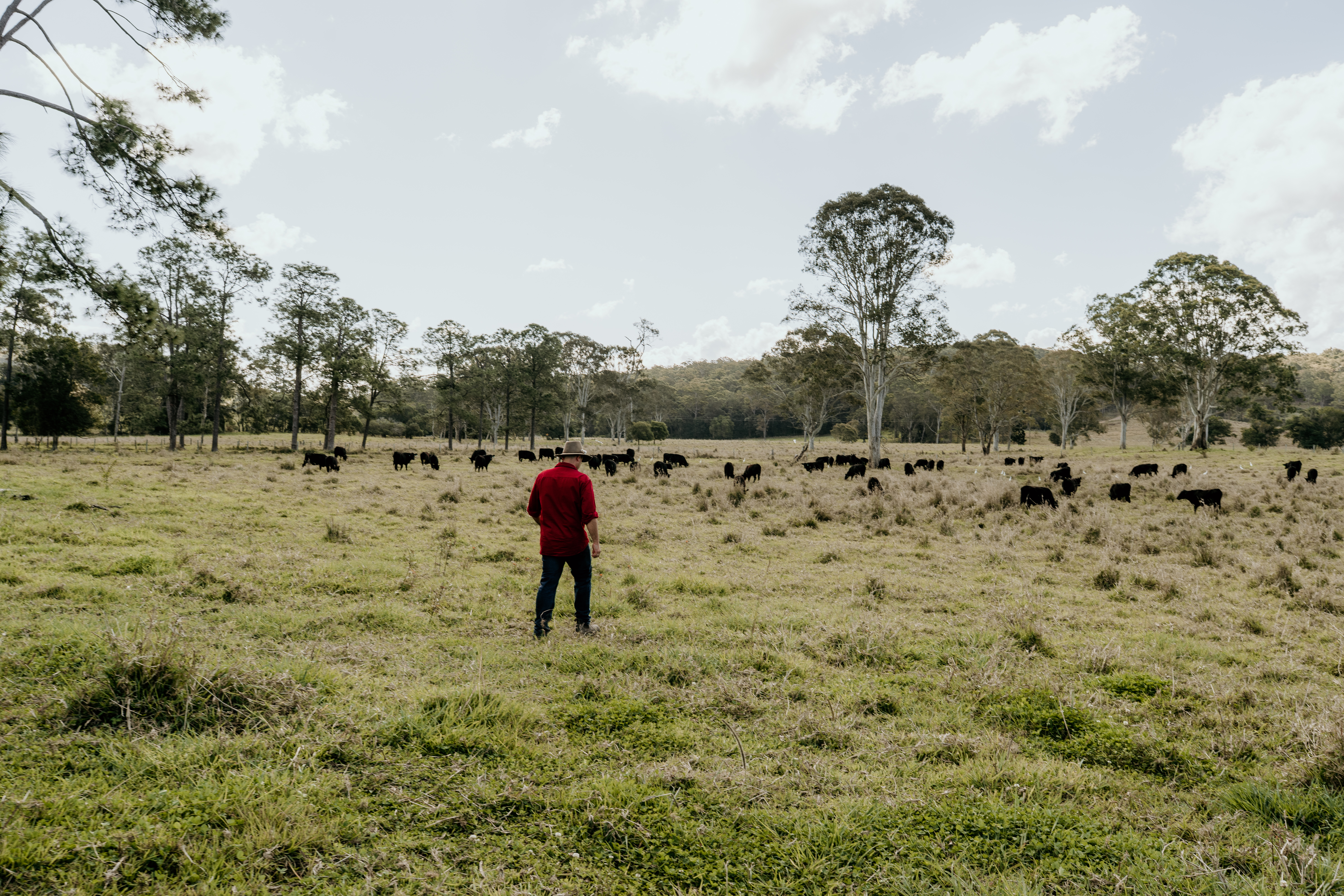 CERES TAG Expands Consultant Partnerships to Unlock Pasture, Reproductive, and Profit Performance