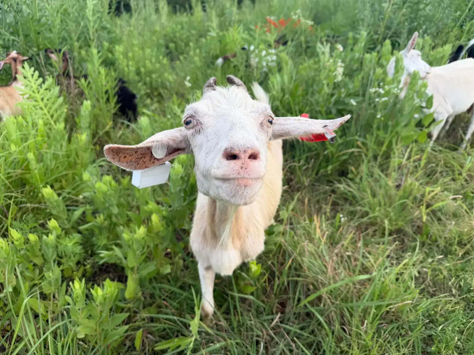 Goats return to KC riverfront to remove vegetation along Missouri River