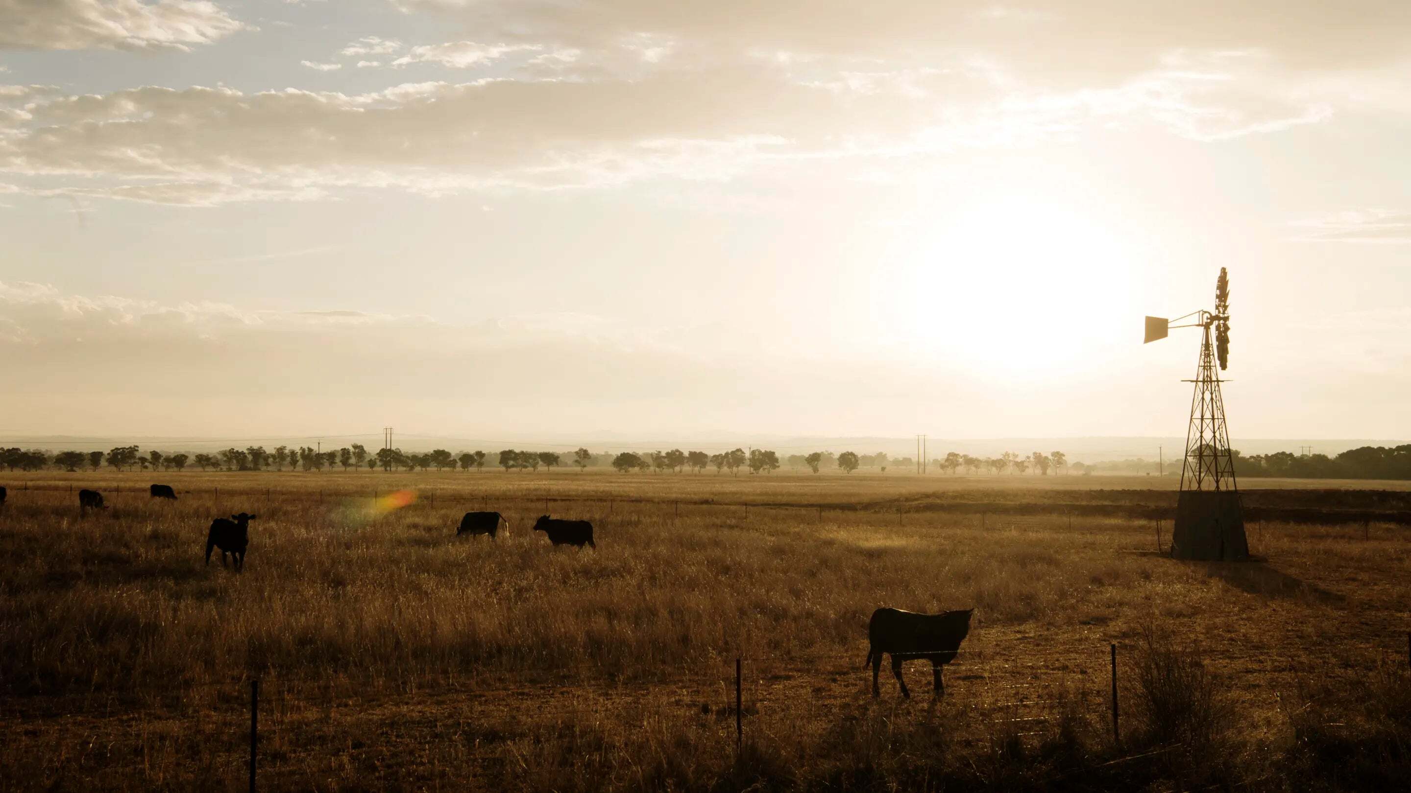 Agtech rustles up new answers to an old problem