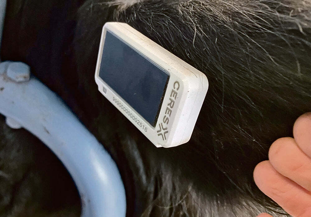 Remote cattle monitoring put to test