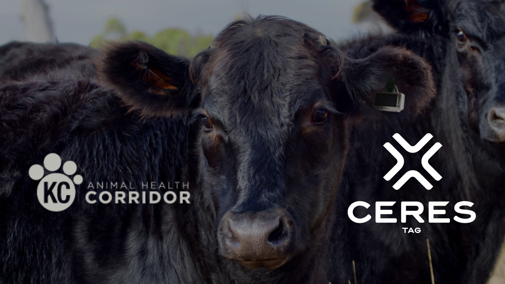 Kansas City Metro Selected by Groundbreaking Australian Animal Health Tech Company for North American HQ