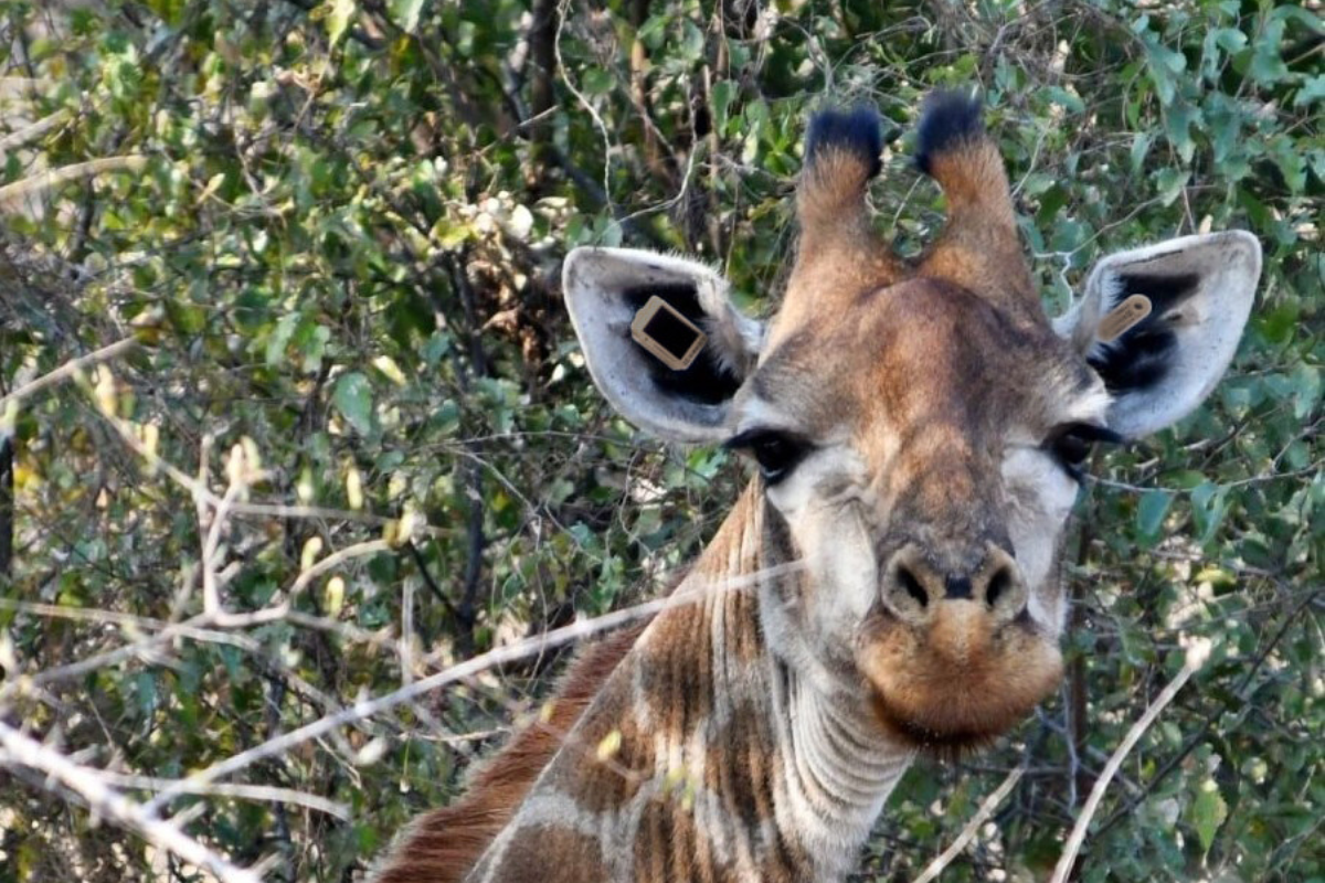 Kruger National Park Testing Solar-Powered Ear Tags to Track Wildlife
