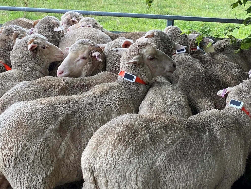 Sheep Tags Catch Mock Sheep Rustlers