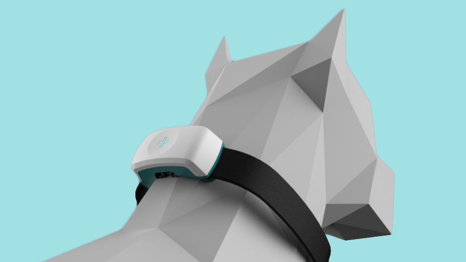 Developing smart collars for our best four-legged friends