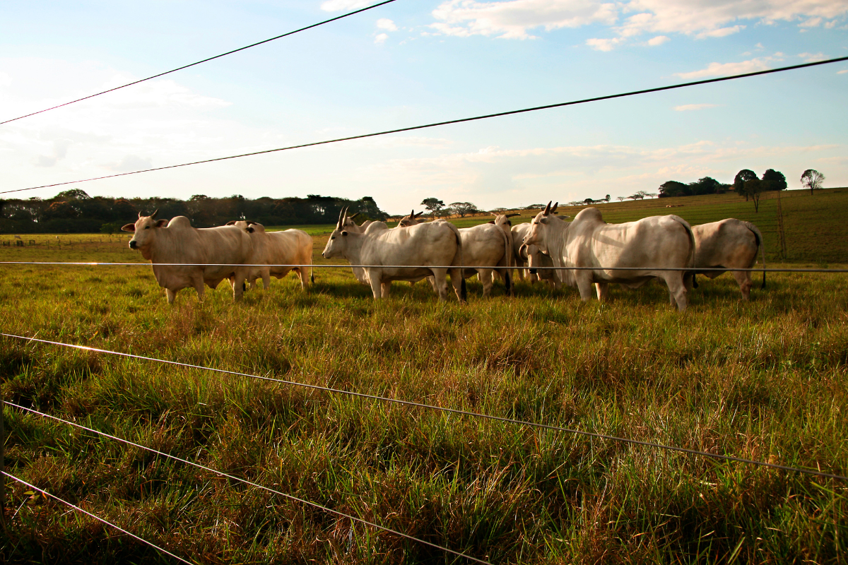 Geo Fencing Vs. Virtual Fencing - What's The Difference