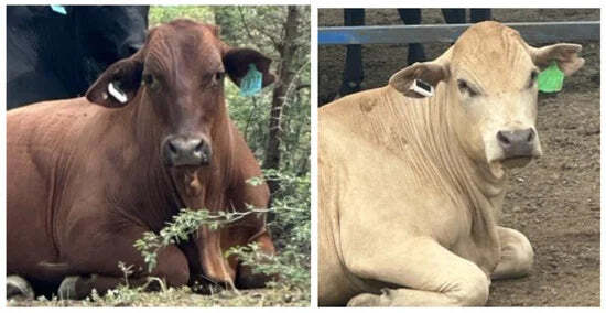 Water-Based Supplementation Technology for Grazing Cattle in the Tropics: A Large-Scale Commercial Case Study