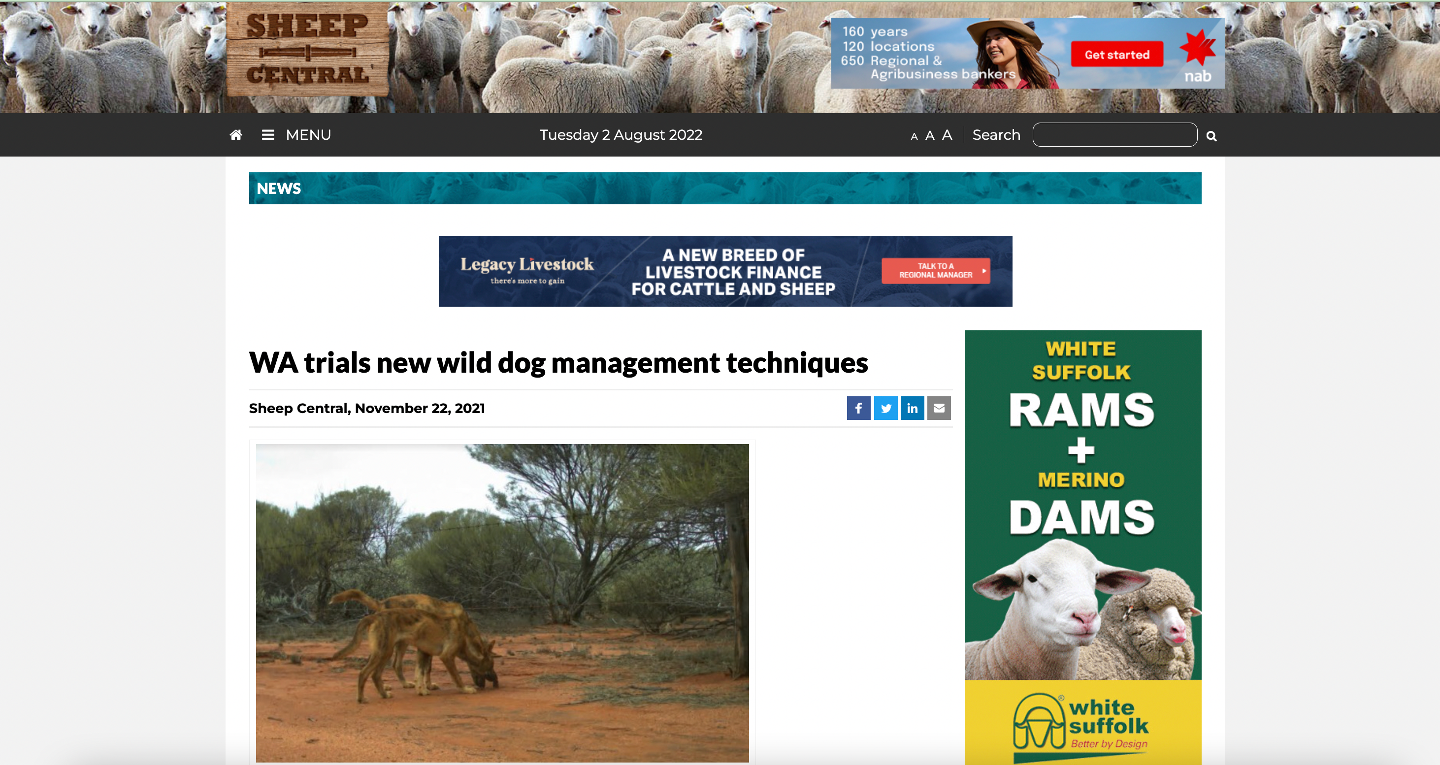 WA trials new wild dog management techniques