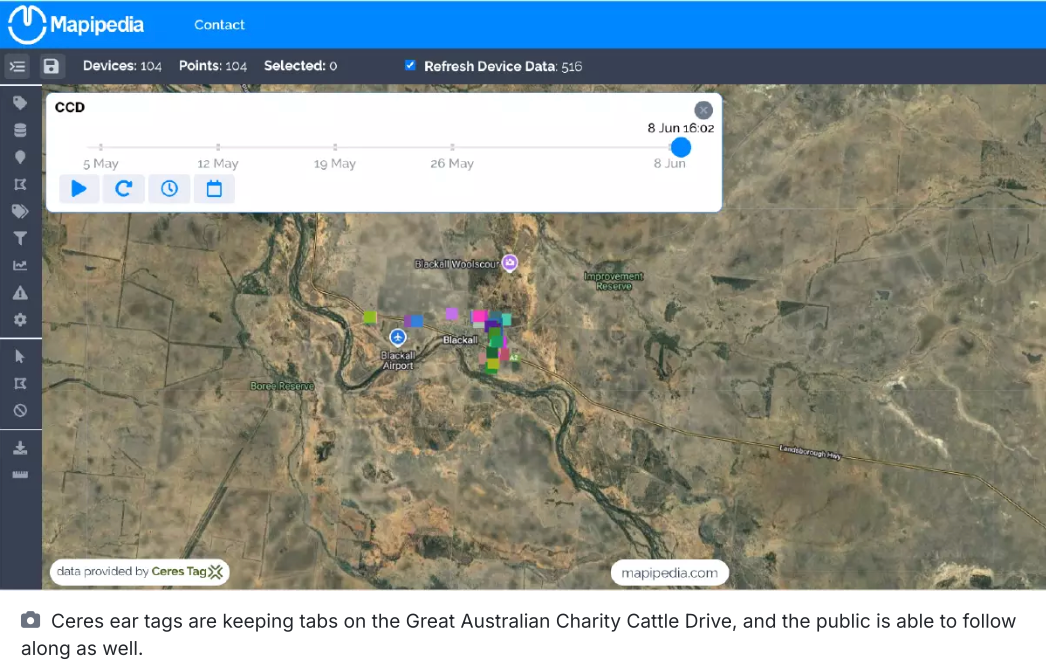 The 'secret life of cattle' being revealed via eartags on Beefbank cattle drive