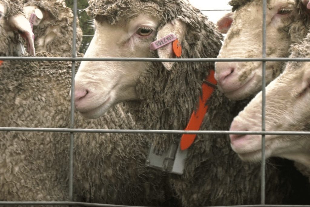 Smart CERES TAG tech tracks sheep in mock theft trial