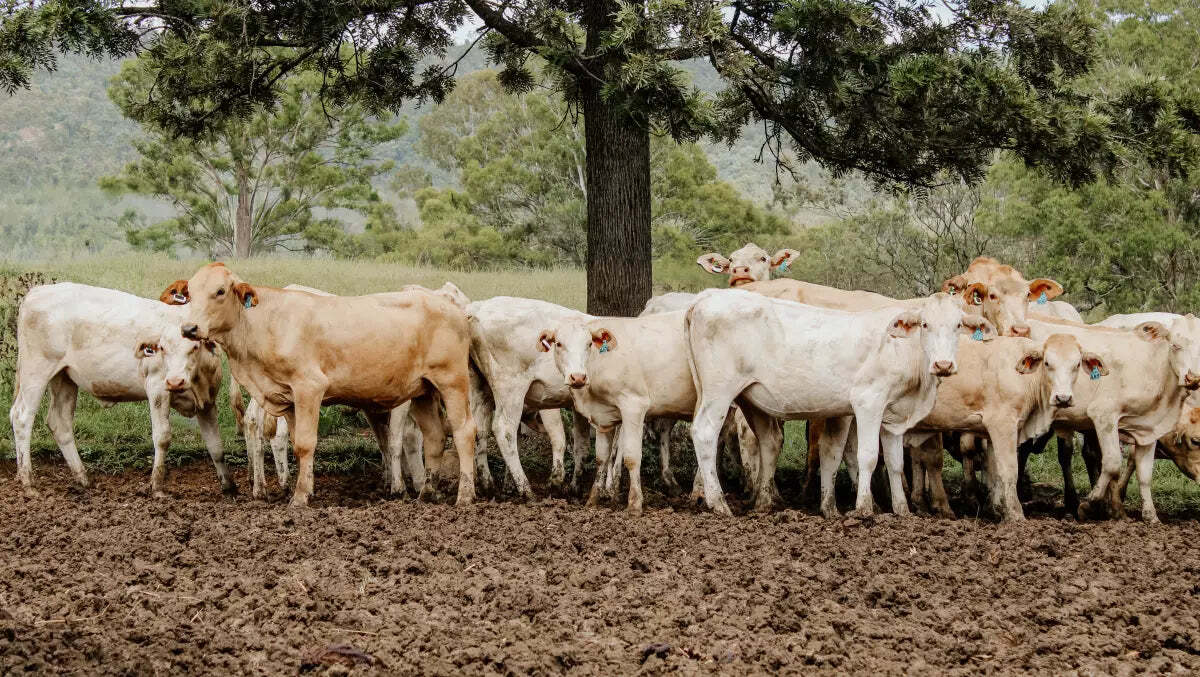 A winning trifecta: technology, tradition and food security