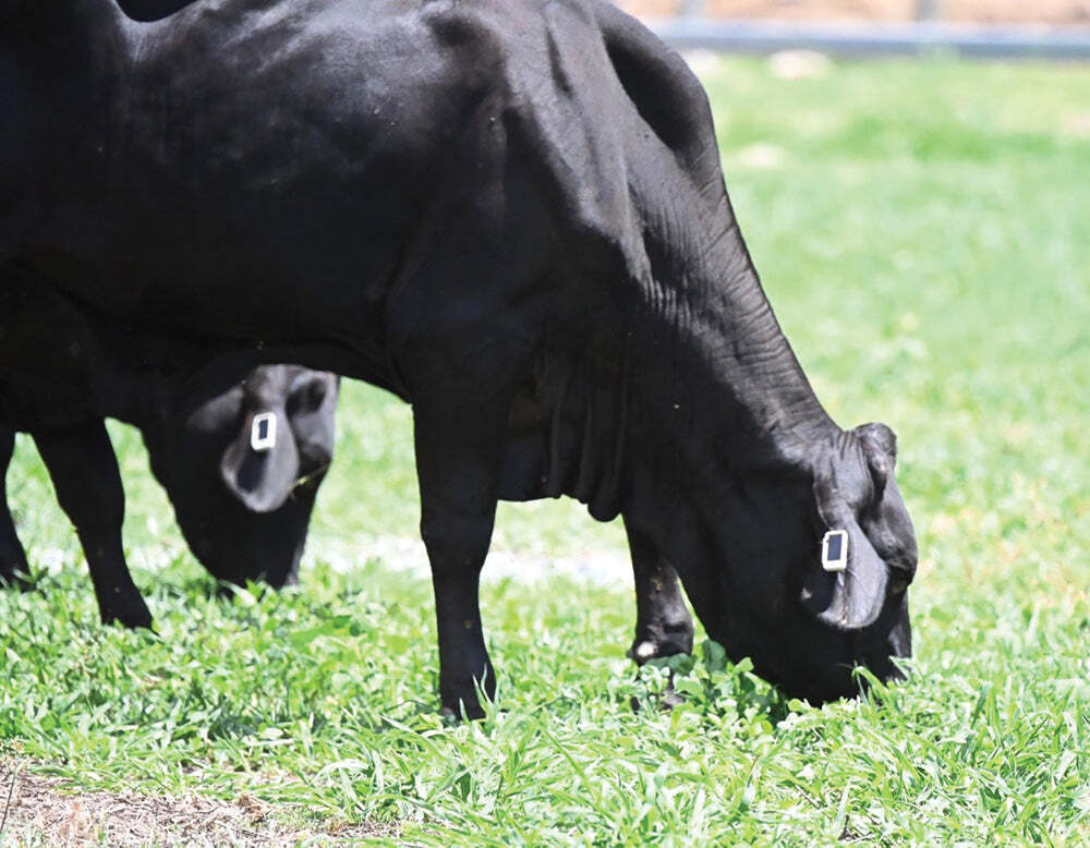 Fitbits for Queensland dairy cows