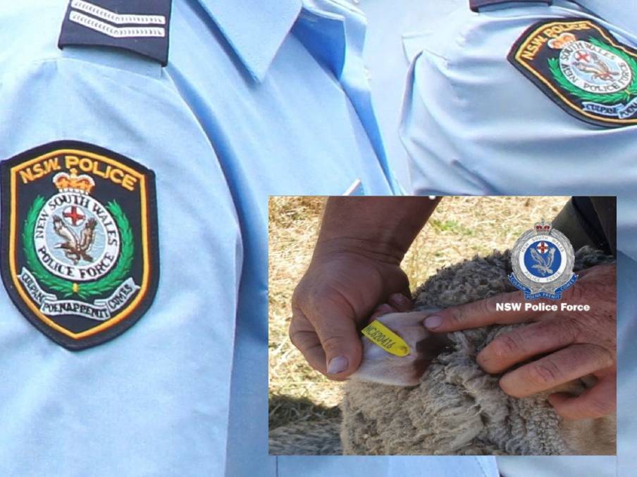 Merino wethers stolen from Gunning