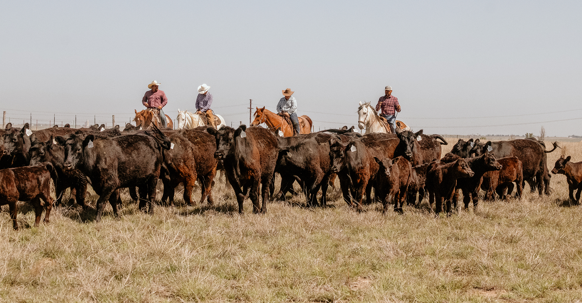 animal-health-cta-bg