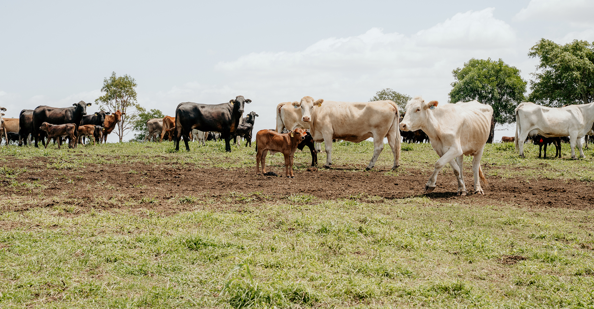 animal-health-features